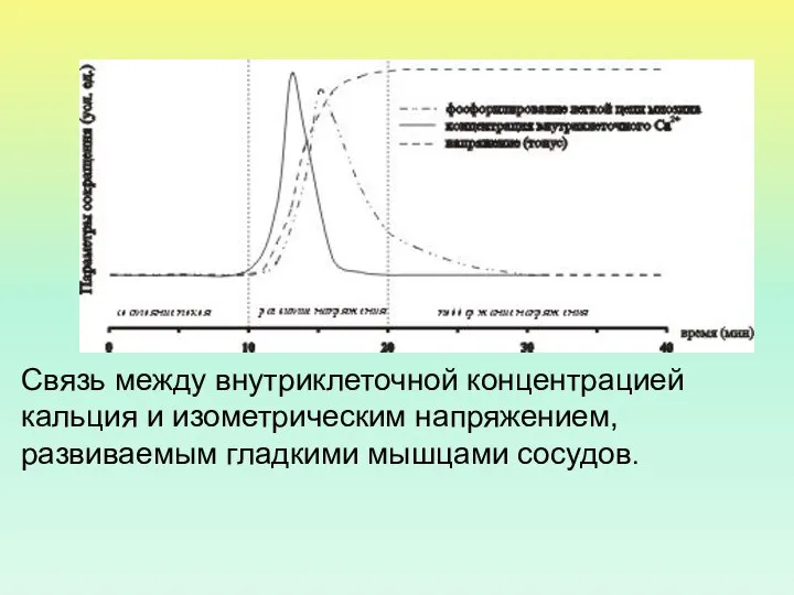 Связь между внутриклеточной концентрацией кальция и изометрическим напряжением, развиваемым гладкими мышцами сосудов.