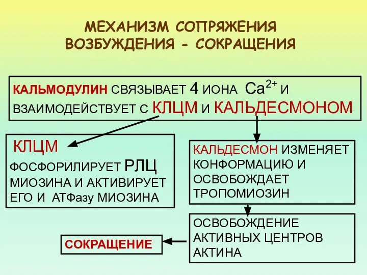 МЕХАНИЗМ СОПРЯЖЕНИЯ ВОЗБУЖДЕНИЯ - СОКРАЩЕНИЯ КАЛЬМОДУЛИН СВЯЗЫВАЕТ 4 ИОНА Са2+ И