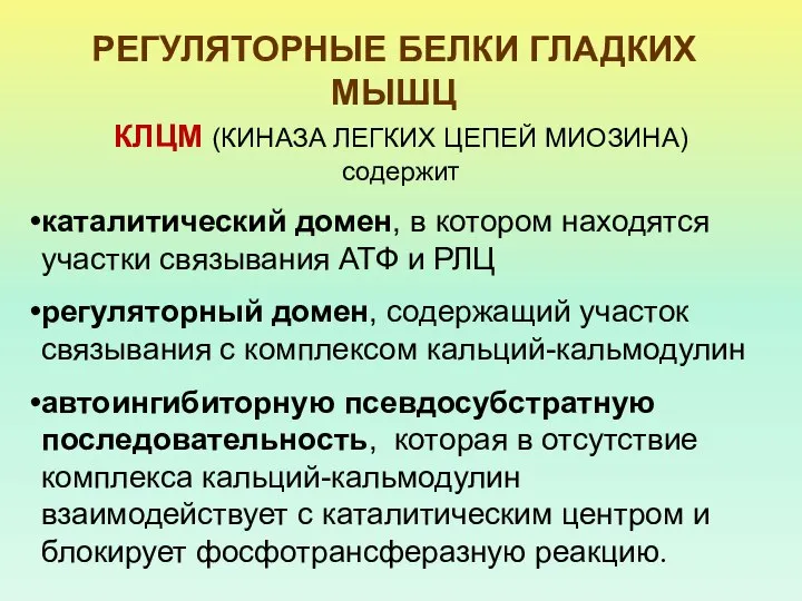 РЕГУЛЯТОРНЫЕ БЕЛКИ ГЛАДКИХ МЫШЦ КЛЦМ (КИНАЗА ЛЕГКИХ ЦЕПЕЙ МИОЗИНА) содержит каталитический