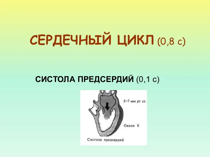 СИСТОЛА ПРЕДСЕРДИЙ (0,1 с) СЕРДЕЧНЫЙ ЦИКЛ (0,8 с)