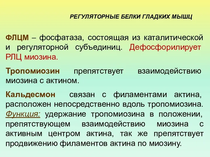 РЕГУЛЯТОРНЫЕ БЕЛКИ ГЛАДКИХ МЫШЦ ФЛЦМ – фосфатаза, состоящая из каталитической и