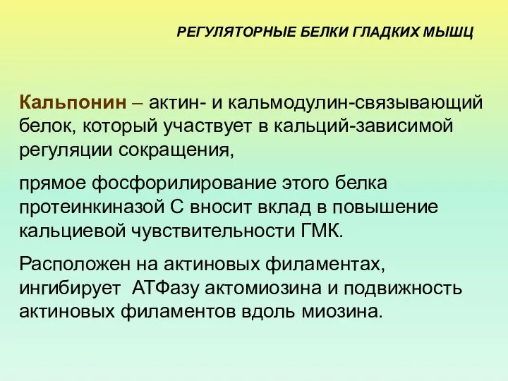 РЕГУЛЯТОРНЫЕ БЕЛКИ ГЛАДКИХ МЫШЦ Кальпонин – актин- и кальмодулин-связывающий белок, который