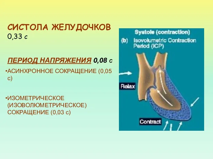 СИСТОЛА ЖЕЛУДОЧКОВ 0,33 С ПЕРИОД НАПРЯЖЕНИЯ 0,08 С АСИНХРОННОЕ СОКРАЩЕНИЕ (0,05