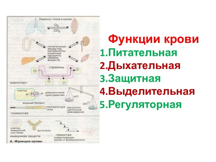 Функции крови Питательная Дыхательная Защитная Выделительная Регуляторная