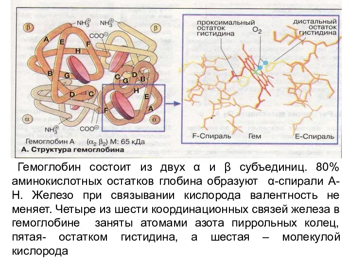 Гемоглобин состоит из двух α и β субъединиц. 80% аминокислотных остатков