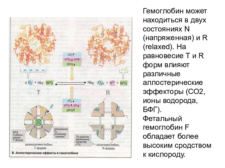 Гемоглобин может находиться в двух состояниях N (напряженная) и R (relaxed).