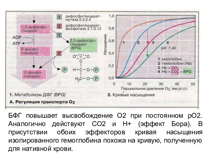 БФГ повышает высвобождение О2 при постоянном рО2. Аналогично действуют СО2 и