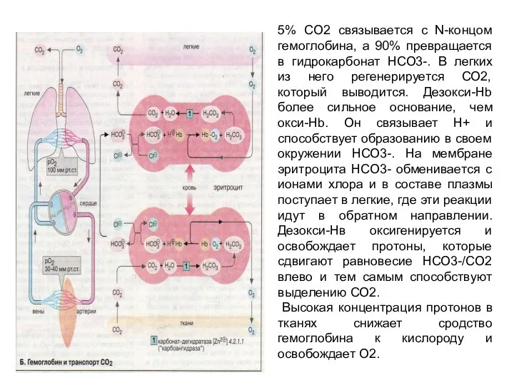 5% СО2 связывается с N-концом гемоглобина, а 90% превращается в гидрокарбонат