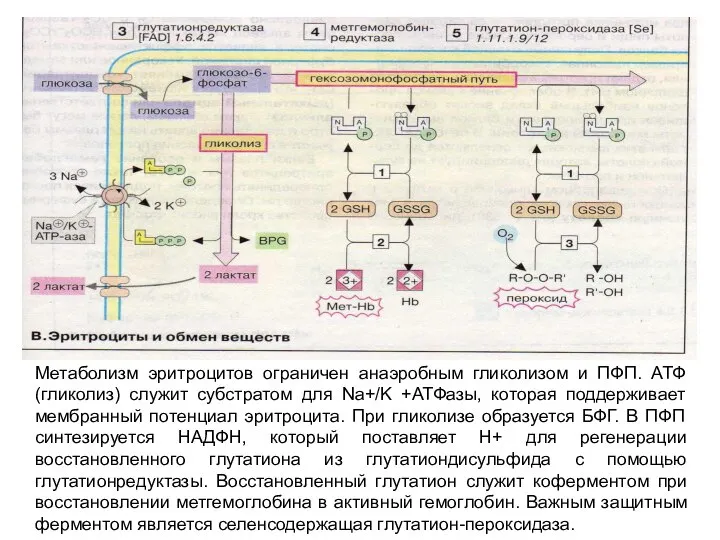 Метаболизм эритроцитов ограничен анаэробным гликолизом и ПФП. АТФ (гликолиз) служит субстратом