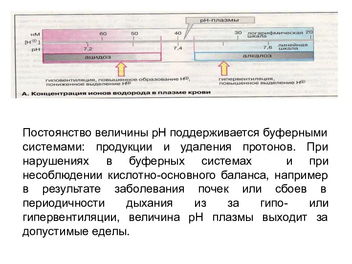 Постоянство величины рН поддерживается буферными системами: продукции и удаления протонов. При