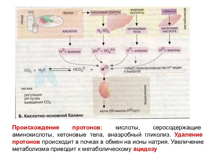 Происхождение протонов: кислоты, серосодержащие аминокислоты, кетоновые тела, анаэробный гликолиз. Удаление протонов