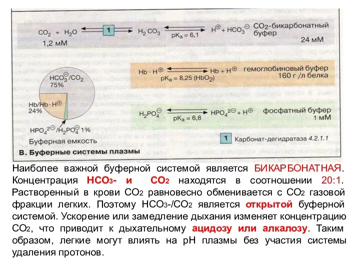 Наиболее важной буферной системой является БИКАРБОНАТНАЯ. Концентрация НСО3- и СО2 находятся