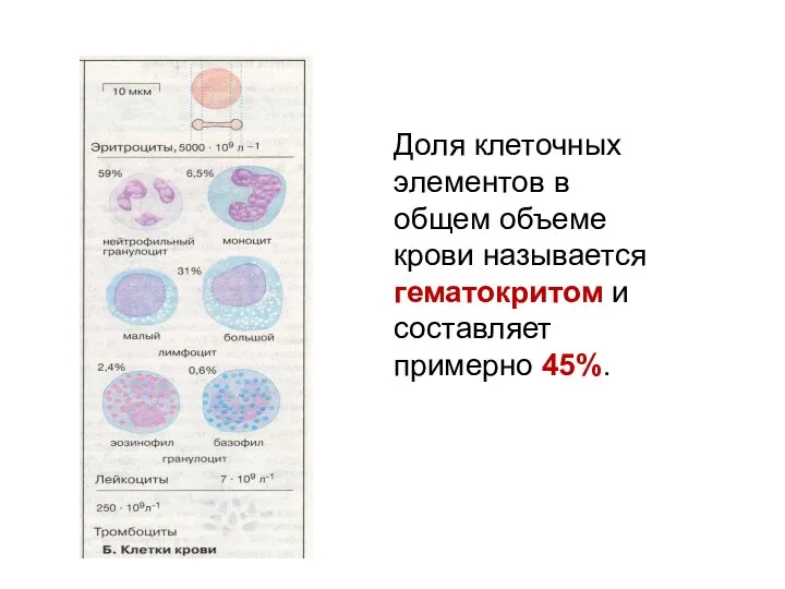 Доля клеточных элементов в общем объеме крови называется гематокритом и составляет примерно 45%.