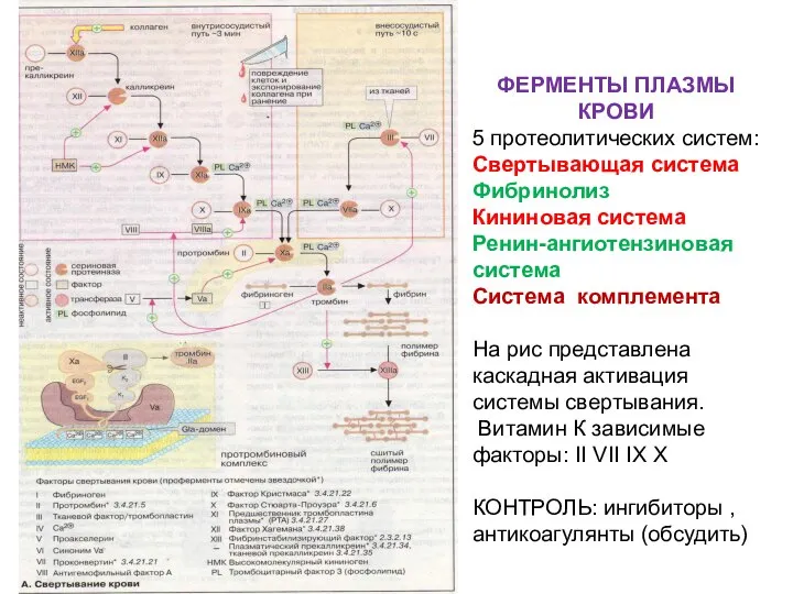 ФЕРМЕНТЫ ПЛАЗМЫ КРОВИ 5 протеолитических систем: Свертывающая система Фибринолиз Кининовая система