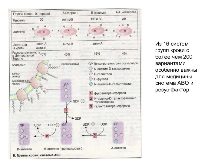 Из 16 систем групп крови с более чем 200 вариантами особенно