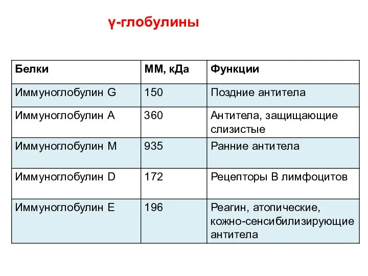 γ-глобулины