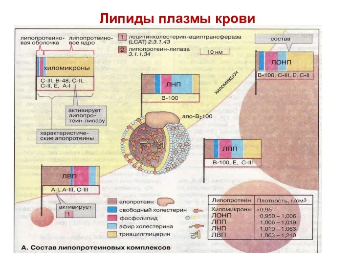 Липиды плазмы крови