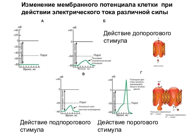 Изменение мембранного потенциала клетки при действии электрического тока различной силы Действие