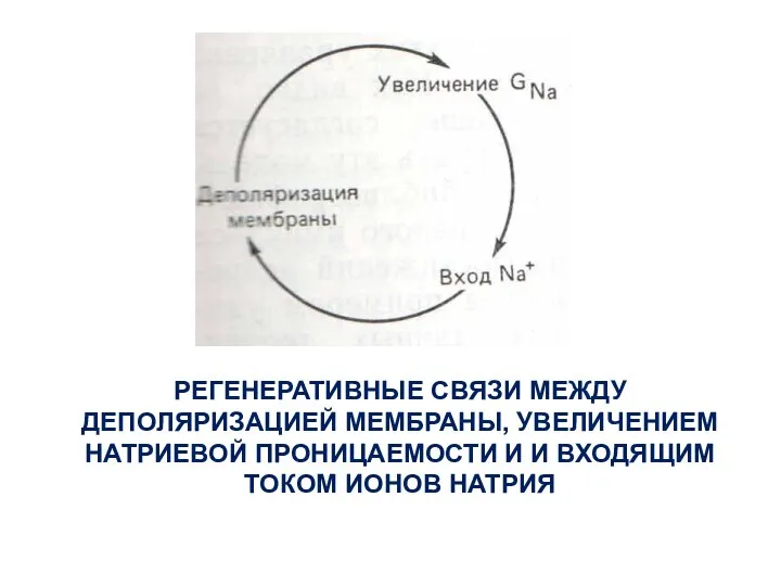 РЕГЕНЕРАТИВНЫЕ СВЯЗИ МЕЖДУ ДЕПОЛЯРИЗАЦИЕЙ МЕМБРАНЫ, УВЕЛИЧЕНИЕМ НАТРИЕВОЙ ПРОНИЦАЕМОСТИ И И ВХОДЯЩИМ ТОКОМ ИОНОВ НАТРИЯ