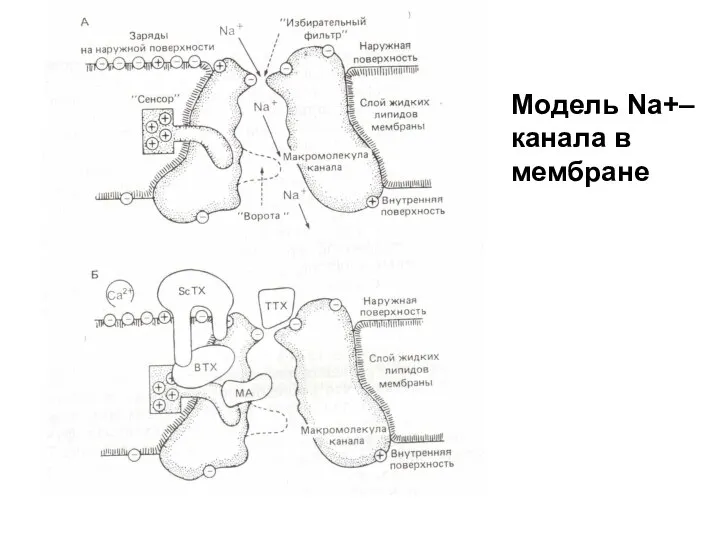 Модель Na+–канала в мембране