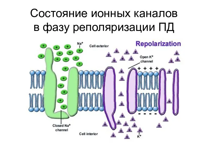 Cостояниe ионных каналов в фазу реполяризации ПД