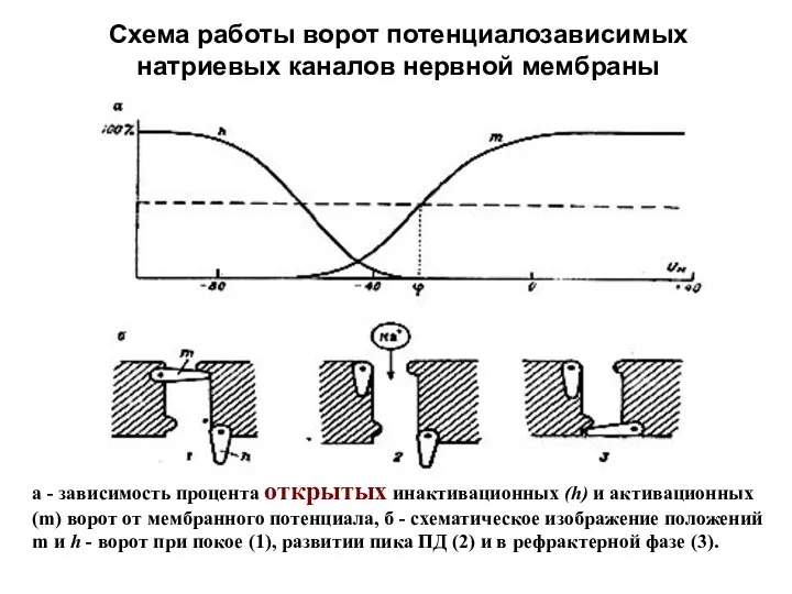 Схема работы ворот потенциалозависимых натриевых каналов нервной мембраны а - зависимость