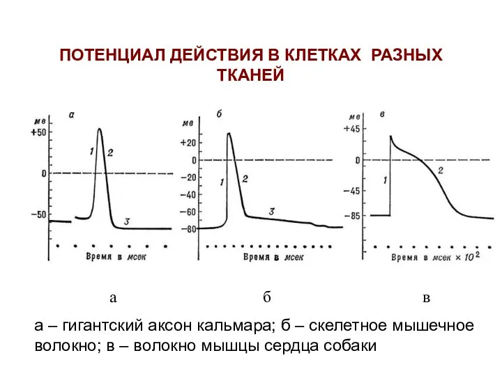 ПОТЕНЦИАЛ ДЕЙСТВИЯ В КЛЕТКАХ РАЗНЫХ ТКАНЕЙ а б в а –