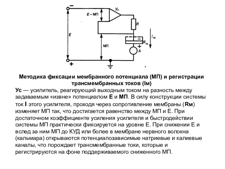 Методика фиксации мембранного потенциала (МП) и регистрации трансмембранных токов (Iм) Ус