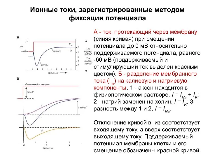 Ионные токи, зарегистрированные методом фиксации потенциала А - ток, протекающий через