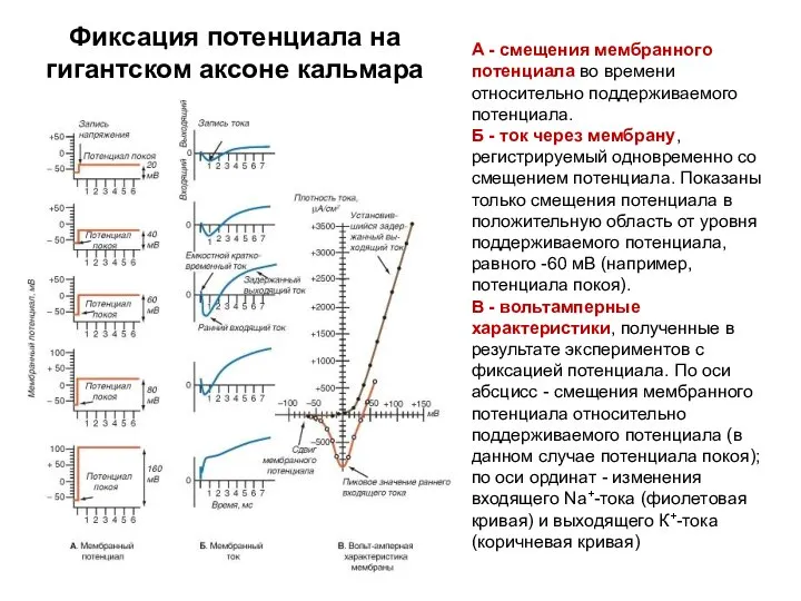 А - смещения мембранного потенциала во времени относительно поддерживаемого потенциала. Б