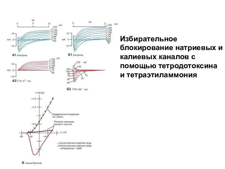 Избирательное блокирование натриевых и калиевых каналов с помощью тетродотоксина и тетраэтиламмония