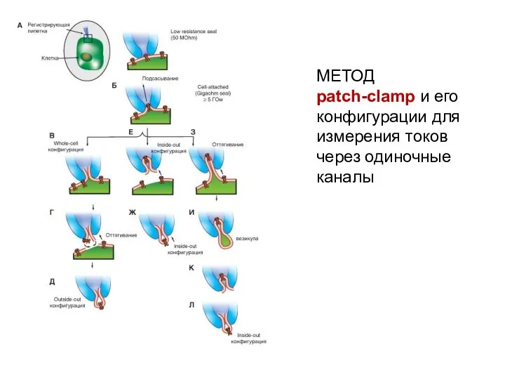 МЕТОД patch-clamp и его конфигурации для измерения токов через одиночные каналы