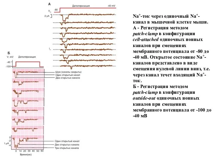 Na+-ток через одиночный Na+-канал в мышечной клетке мыши. А - Регистрация