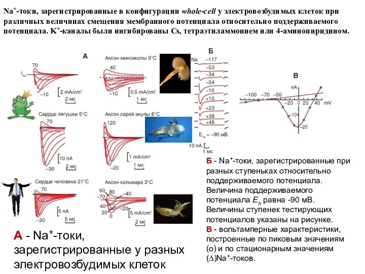 А - Na+-токи, зарегистрированные у разных электровозбудимых клеток Б - Na+-токи,