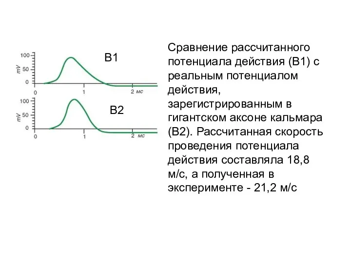 Сравнение рассчитанного потенциала действия (В1) с реальным потенциалом действия, зарегистрированным в