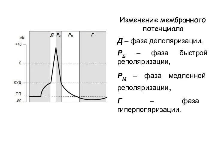 Изменение мембранного потенциала Д – фаза деполяризации, РБ – фаза быстрой