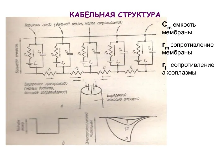 КАБЕЛЬНАЯ СТРУКТУРА Cm емкость мембраны rm сопротивление мембраны ri – сопротивление аксоплазмы