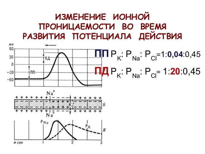 ИЗМЕНЕНИЕ ИОННОЙ ПРОНИЦАЕМОСТИ ВО ВРЕМЯ РАЗВИТИЯ ПОТЕНЦИАЛА ДЕЙСТВИЯ ПП PK: PNa: