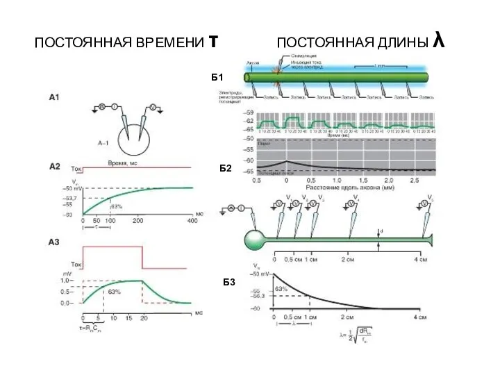 Б1 Б2 Б3 ПОСТОЯННАЯ ВРЕМЕНИ τ ПОСТОЯННАЯ ДЛИНЫ λ