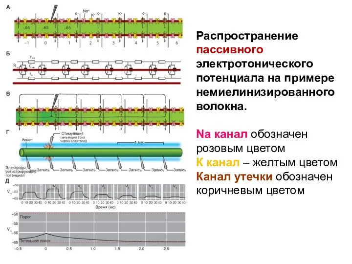 Распространение пассивного электротонического потенциала на примере немиелинизированного волокна. Na канал обозначен