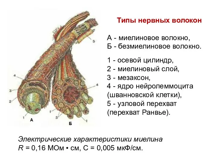 Типы нервных волокон А - миелиновое волокно, Б - безмиелиновое волокно.