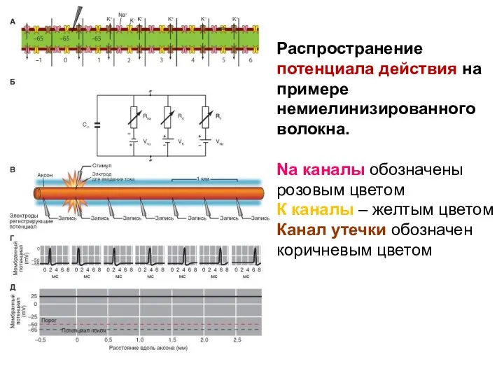 Распространение потенциала действия на примере немиелинизированного волокна. Na каналы обозначены розовым