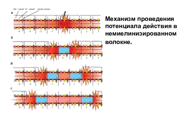 Механизм проведения потенциала действия в немиелинизированном волокне.