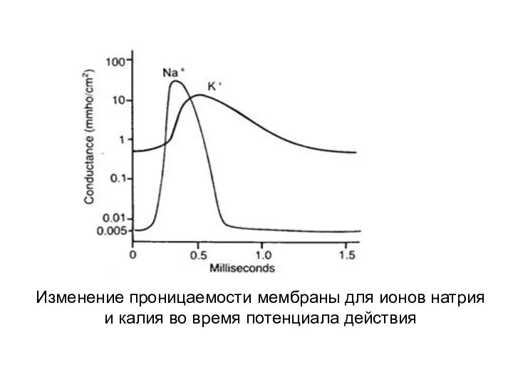 Изменение проницаемости мембраны для ионов натрия и калия во время потенциала действия