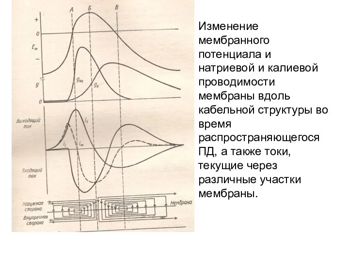 Изменение мембранного потенциала и натриевой и калиевой проводимости мембраны вдоль кабельной