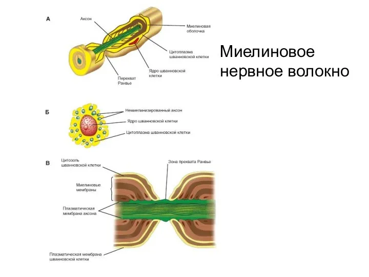 Миелиновое нервное волокно