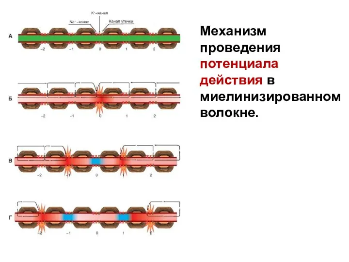 Механизм проведения потенциала действия в миелинизированном волокне.