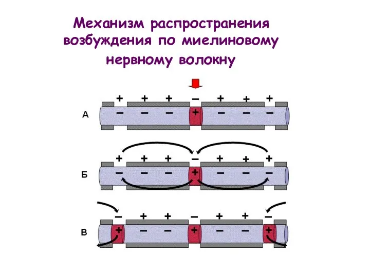 Механизм распространения возбуждения по миелиновому нервному волокну