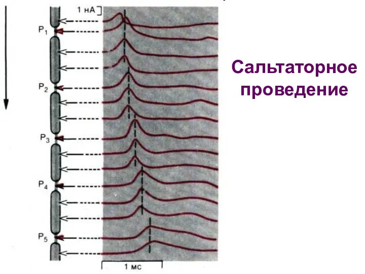 Сальтаторное проведение