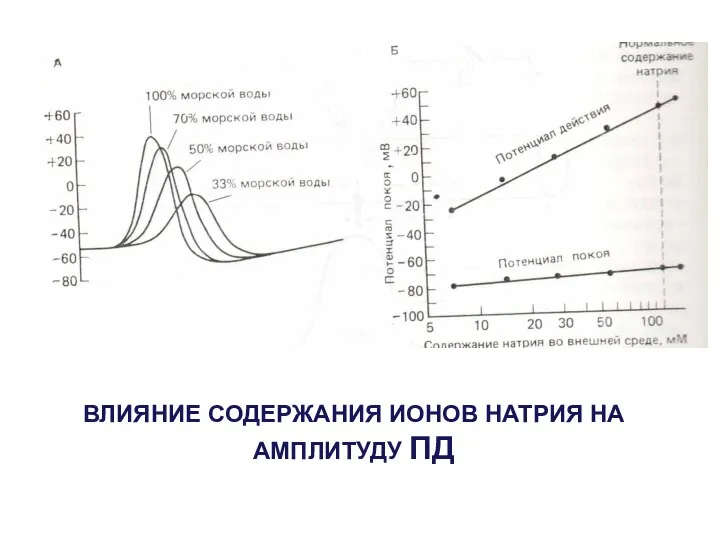 ВЛИЯНИЕ СОДЕРЖАНИЯ ИОНОВ НАТРИЯ НА АМПЛИТУДУ ПД